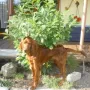 Lenzi wird ein Hund.