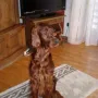 Braver Bub..
