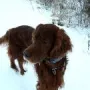 Lenzi im Januar 2017