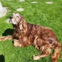 Lenzi 13 Jahre alt