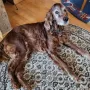 Lenzi bald 14 Jahre
