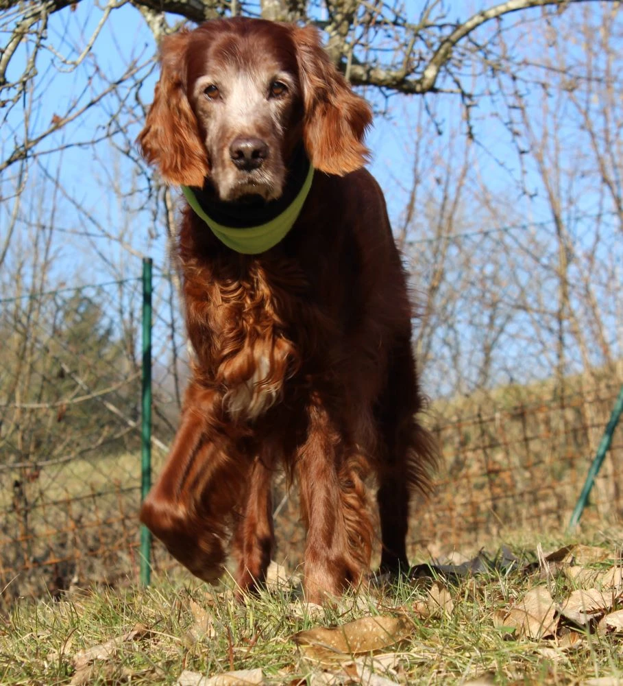 Lennox fast 14 Jahre