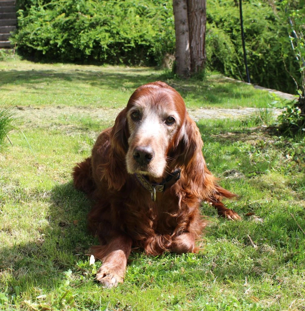 Lennox in ein paar Tagen 14 Jahre