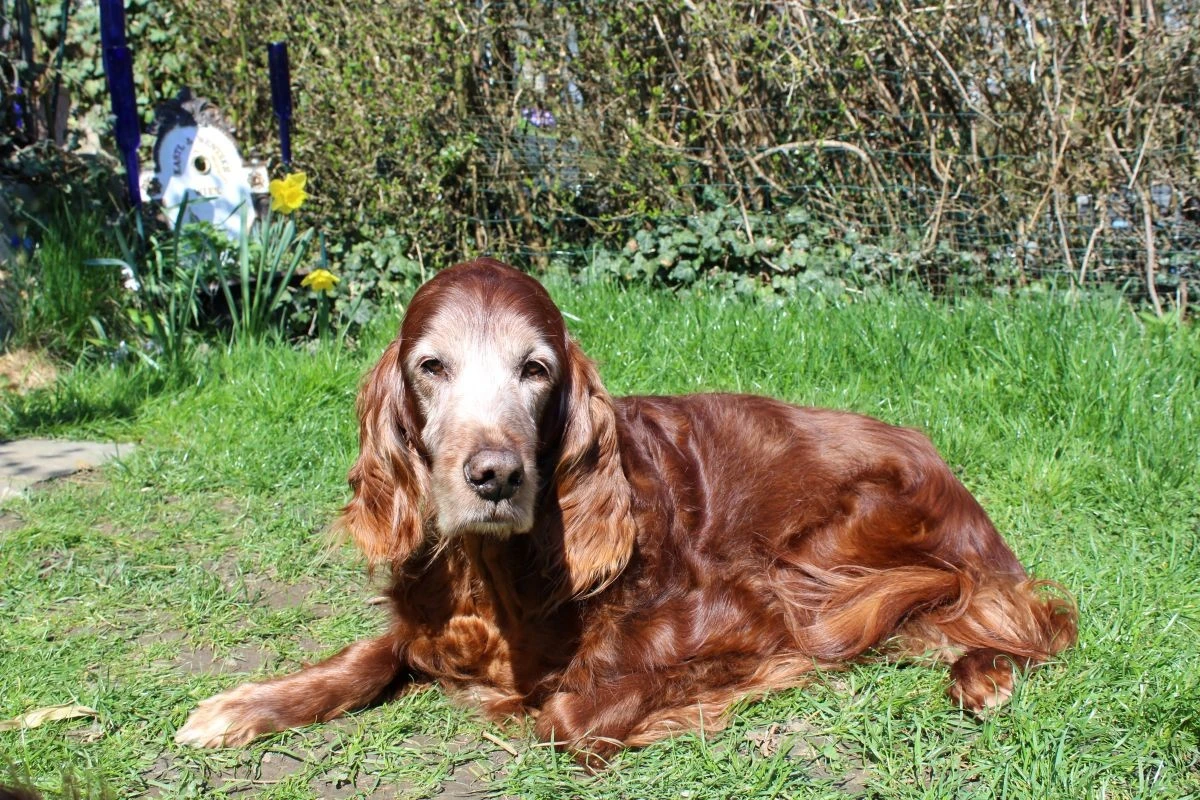 Lennox, in ein paar Tagen 15 Jahre alt. 