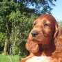 Lennox ist nach Österreich zu Christina Ferres, Linz und Setter Geromy gezogen. 