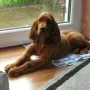Lennox macht sich gut..!