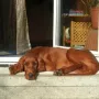 Lennox beim Sonnenbad.