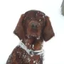 Lennox im Winter 2013