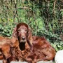 Lennox gut 9 Jahre alt, wir freuen uns  