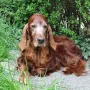 Lennox 11 Jahre