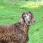 Lennox 11 Jahre