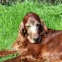 Lennox in ein paar Tagen 12 Jahre und pumperlgesund