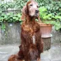 Lennox 12 Jahre