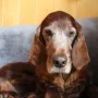 Lennox 12 Jahre ein bildhübscher Kerl