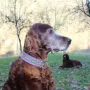 Lennox bald 13 Jahre