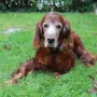 Lennox 13 Jahre und 5 Monaten alt
