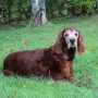 Lennox fast 14 Jahre