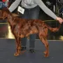 MyLord ModderRhu an der CACIB Nürnberg 2012.