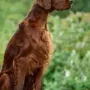 Toller Bub!