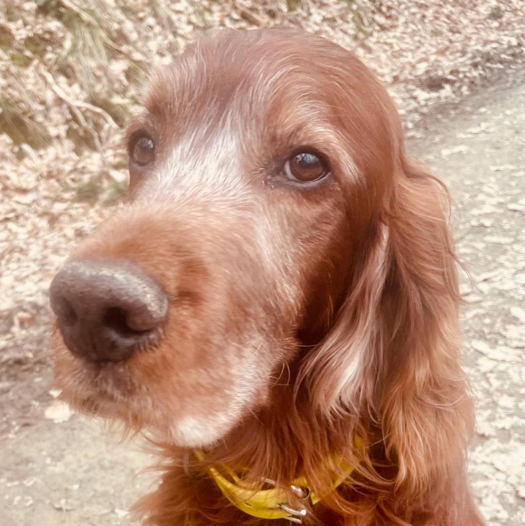 Milou Phelan fast 12 Jahre alt