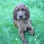 Milou Phelan ist zu Familie Diener nach 65510 Idstein gezogen.