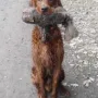 Macht seine Arbeit schon super!