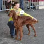 Milou Phelan an der CACIB München 2012 -V3-