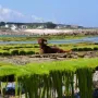 In der Bretagne im Sommer 2012.