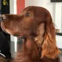 Milou Phelan gut 9 Jahre alt und fit!!