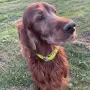 Milou Phelan bald 11 Jahre