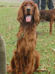 Marvin im November 2012