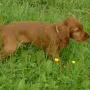 Marvin ist nach 07907 Löhma in Thüringen zu Familie Sauter gezogen. 
