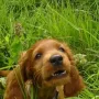Er wird Wolfgang bei der Jagd, und Monika im Garten unterstützen.