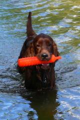 Moses ist sehr freudig bei der Wasserarbeit.