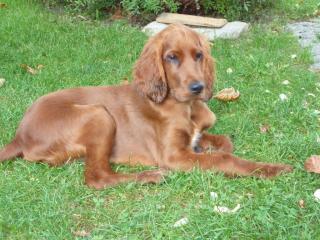 Maxwell mischt den Haushalt von Veronika Krujatz in 02692 Doberschau auf.