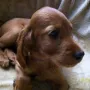 Sie lernt dort zusammen mit Akira und Sabrina die Jagd.