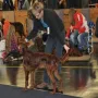Winny an der CACIB Nürnberg 2012