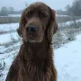 MyLittle Winny ein ganz tolles Settermädchen