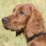 Toller Hund, toller Fotograf!