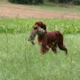 Minerva fleißig bei der Arbeit.