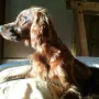 Schöner Hund, schönes Licht!