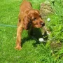 Dort erobert sie schon den Garten.
