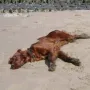 Mira am Nordseestrand