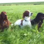 Das Trio trainiert für die HZP, viel Glück!