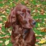 Mira im Herbst 2012