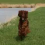 Mira, der Sausewind.