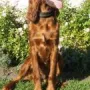 Mara ist zu Setterverrückten Uschi und Fred Heigl nach Starnberg-Leutstetten gezogen.