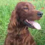 Nepomuk, ein toller Rüde aus der Gebirgsjägerzucht 