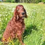 Nepomuk 10 Jahre