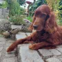 Nepomuk ist jetz 11 Jahre jung